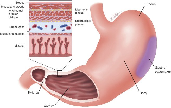 Motility problems illustration